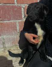 JOSCHI, Hund, Mischlingshund in Kroatien - Bild 2