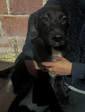 JOSCHI, Hund, Mischlingshund in Kroatien - Bild 4