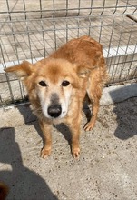 RONNY, Hund, Mischlingshund in Rumänien - Bild 1
