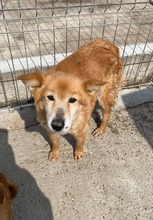 RONNY, Hund, Mischlingshund in Rumänien - Bild 2