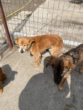RONNY, Hund, Mischlingshund in Rumänien - Bild 4