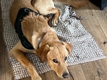 MAILO, Hund, Labrador-Mix in Kolbermoor - Bild 10