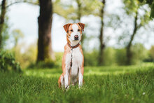 MURPHY, Hund, Mischlingshund in Bismark - Bild 13
