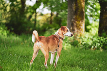 MURPHY, Hund, Mischlingshund in Bismark - Bild 14