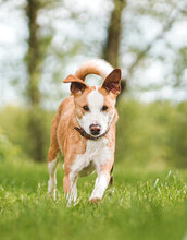 MURPHY, Hund, Mischlingshund in Kenzingen - Bild 4
