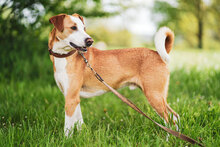 MURPHY, Hund, Mischlingshund in Kenzingen - Bild 8