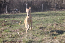 DODO, Hund, Galgo Español in Varel - Bild 9