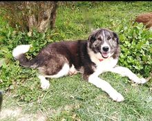MINA, Hund, Mischlingshund in Griechenland - Bild 1