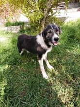 MINA, Hund, Mischlingshund in Griechenland - Bild 10