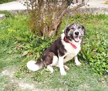 MINA, Hund, Mischlingshund in Griechenland - Bild 4
