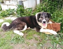MINA, Hund, Mischlingshund in Griechenland - Bild 5