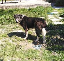 MINA, Hund, Mischlingshund in Griechenland - Bild 6