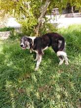 MINA, Hund, Mischlingshund in Griechenland - Bild 9