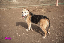 MOTIA, Hund, Mischlingshund in Werneck - Bild 1