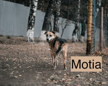 MOTIA, Hund, Mischlingshund in Werneck - Bild 10