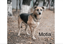 MOTIA, Hund, Mischlingshund in Werneck - Bild 11