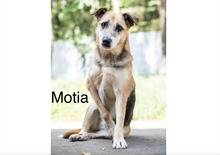 MOTIA, Hund, Mischlingshund in Werneck - Bild 4