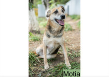 MOTIA, Hund, Mischlingshund in Werneck - Bild 5