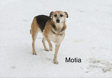 MOTIA, Hund, Mischlingshund in Werneck - Bild 6