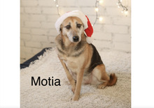 MOTIA, Hund, Mischlingshund in Werneck - Bild 8