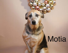 MOTIA, Hund, Mischlingshund in Werneck - Bild 9