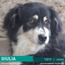 GIULIA, Hund, Mischlingshund in Rumänien - Bild 1
