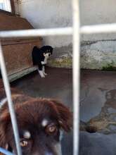 GIULIA, Hund, Mischlingshund in Rumänien - Bild 2