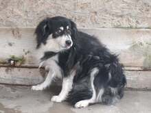 GIULIA, Hund, Mischlingshund in Rumänien - Bild 3