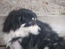 GIULIA, Hund, Mischlingshund in Rumänien - Bild 4