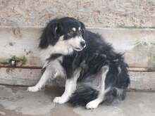 GIULIA, Hund, Mischlingshund in Rumänien - Bild 5