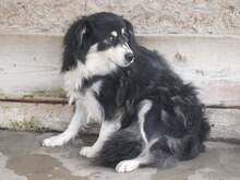 GIULIA, Hund, Mischlingshund in Rumänien - Bild 6