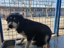GIULIA, Hund, Mischlingshund in Rumänien - Bild 7