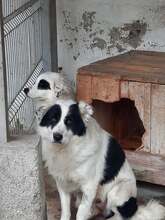 GEORGIE, Hund, Mischlingshund in Rumänien - Bild 1