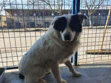 GEORGIE, Hund, Mischlingshund in Rumänien - Bild 2