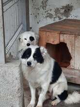 GEORGIE, Hund, Mischlingshund in Rumänien - Bild 3