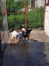 GRISHA, Hund, Mischlingshund in Rumänien - Bild 2