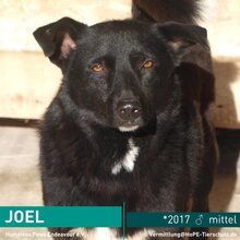 JOEL, Hund, Mischlingshund in Rumänien - Bild 1