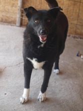 JOEL, Hund, Mischlingshund in Rumänien - Bild 2