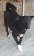 JOEL, Hund, Mischlingshund in Rumänien - Bild 4