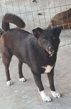 JOEL, Hund, Mischlingshund in Rumänien - Bild 5