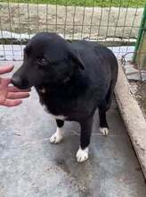 JOEL, Hund, Mischlingshund in Rumänien - Bild 8