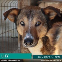 LILY, Hund, Mischlingshund in Rumänien - Bild 1