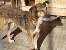 LILY, Hund, Mischlingshund in Rumänien - Bild 2