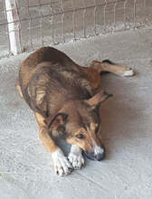LILY, Hund, Mischlingshund in Rumänien - Bild 3
