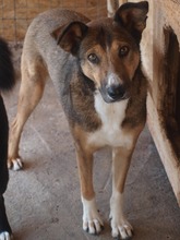 LILY, Hund, Mischlingshund in Rumänien - Bild 4