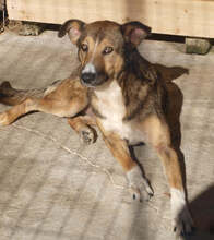 LILY, Hund, Mischlingshund in Rumänien - Bild 5