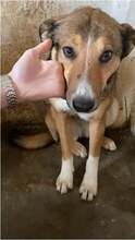 LILY, Hund, Mischlingshund in Rumänien - Bild 6