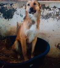 PLUTO, Hund, Mischlingshund in Rumänien - Bild 1