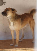 PLUTO, Hund, Mischlingshund in Rumänien - Bild 2