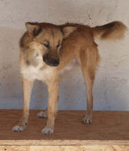 PLUTO, Hund, Mischlingshund in Rumänien - Bild 3